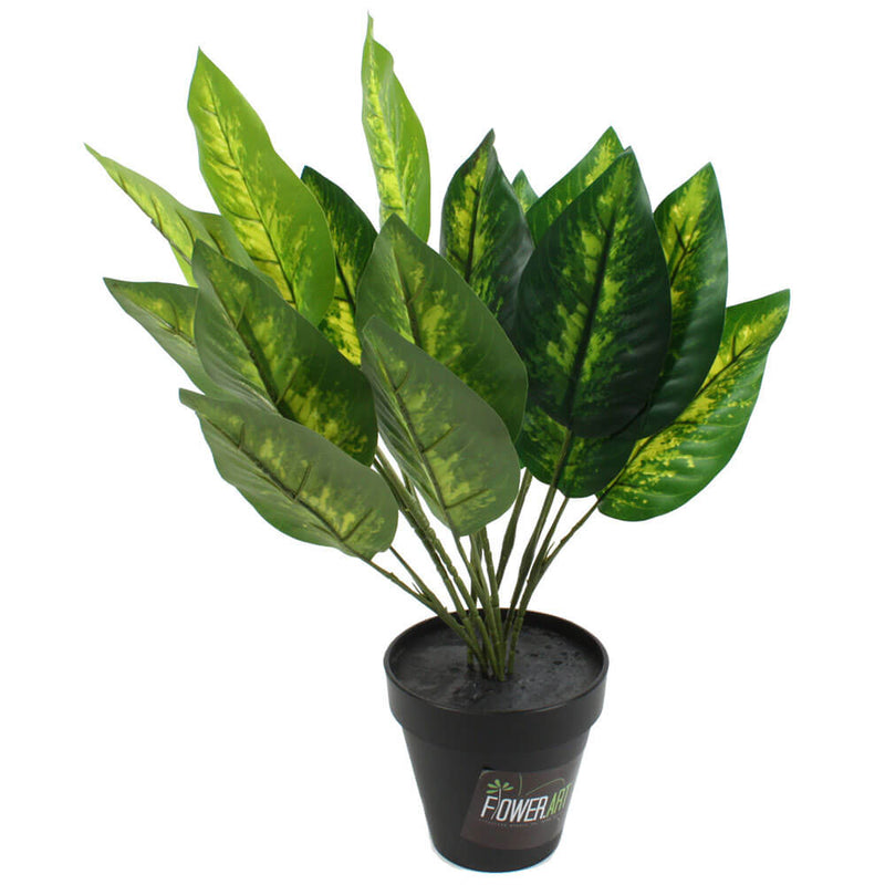 Dieffenbachia Dumb Cane Plant in Pot 50cm