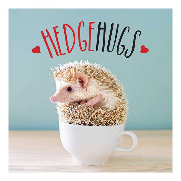 Hedgehugs Novelty Book